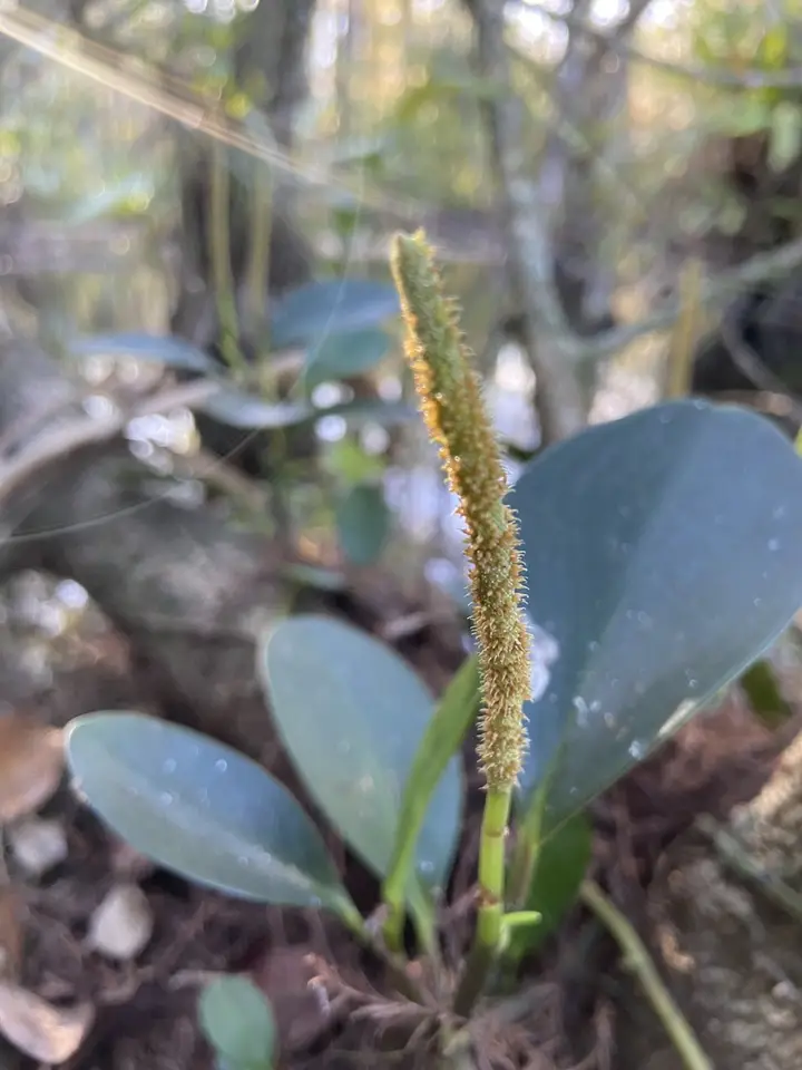 Baby Rubber Plant (Peperomia obtusifolia)