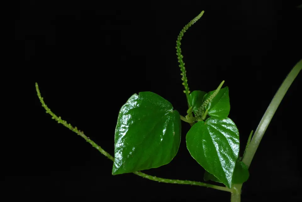 Pepper Elder (Peperomia pellucida)