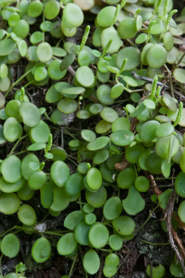 Jade Necklace (Peperomia rotundifolia)