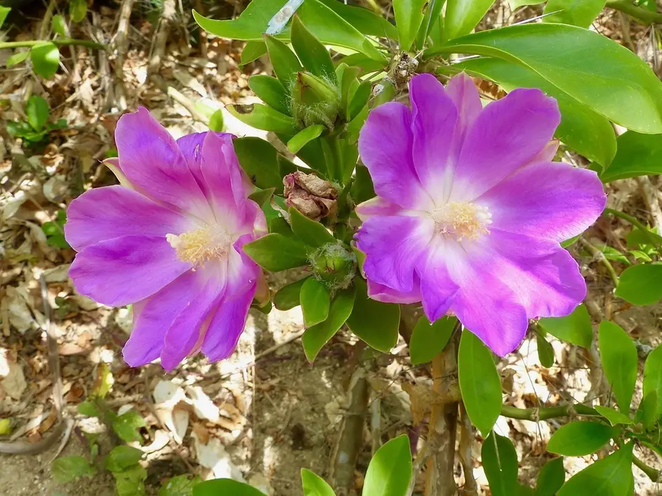 Rose Cactus (Pereskia grandifolia)