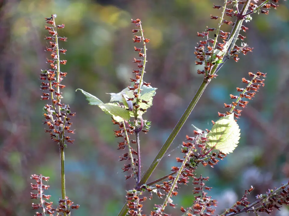 Beefsteak Plant (Perilla frutescens)