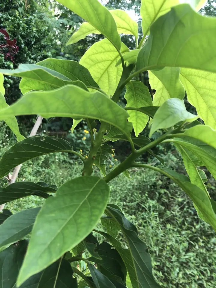 Avocado (Persea americana)