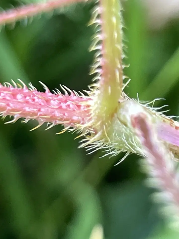 Halberd-Leaved Tearthumb (Persicaria arifolia)