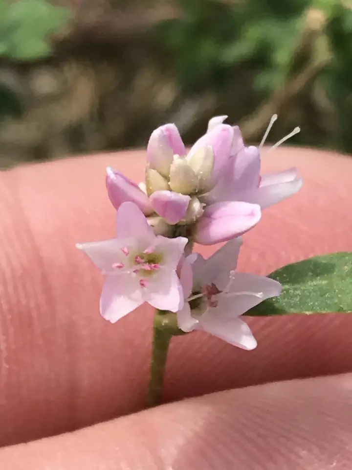 Pink Smartweed (Persicaria bicornis)