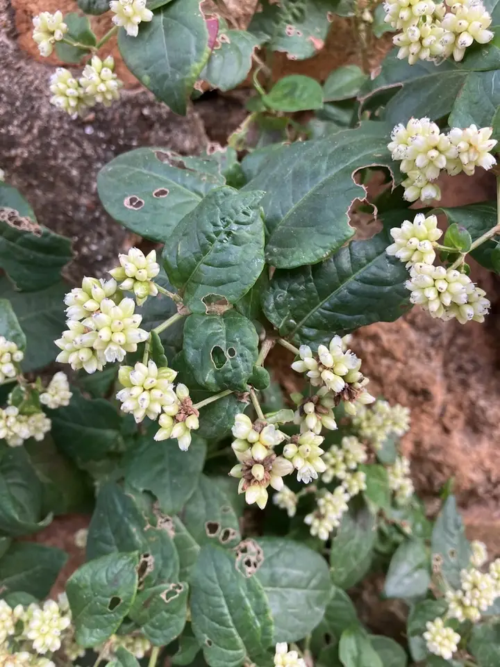 China Knotweed (Persicaria chinensis)