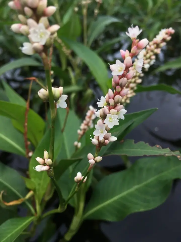 Dense-Flowered Smartweed (Persicaria glabra)