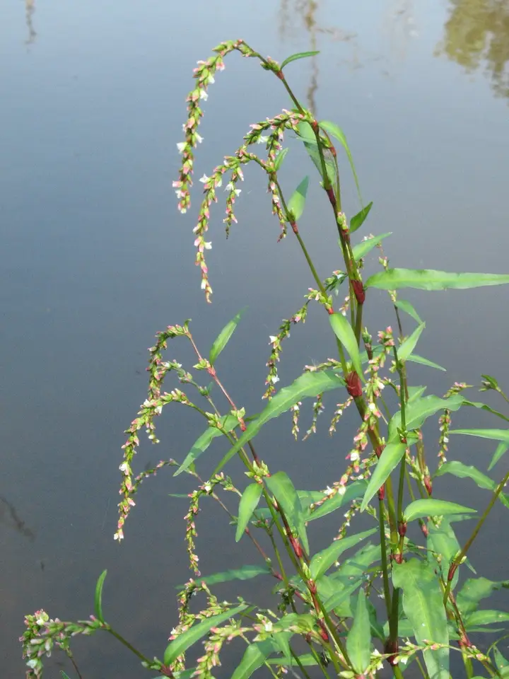 Waterpepper (Persicaria hydropiper)