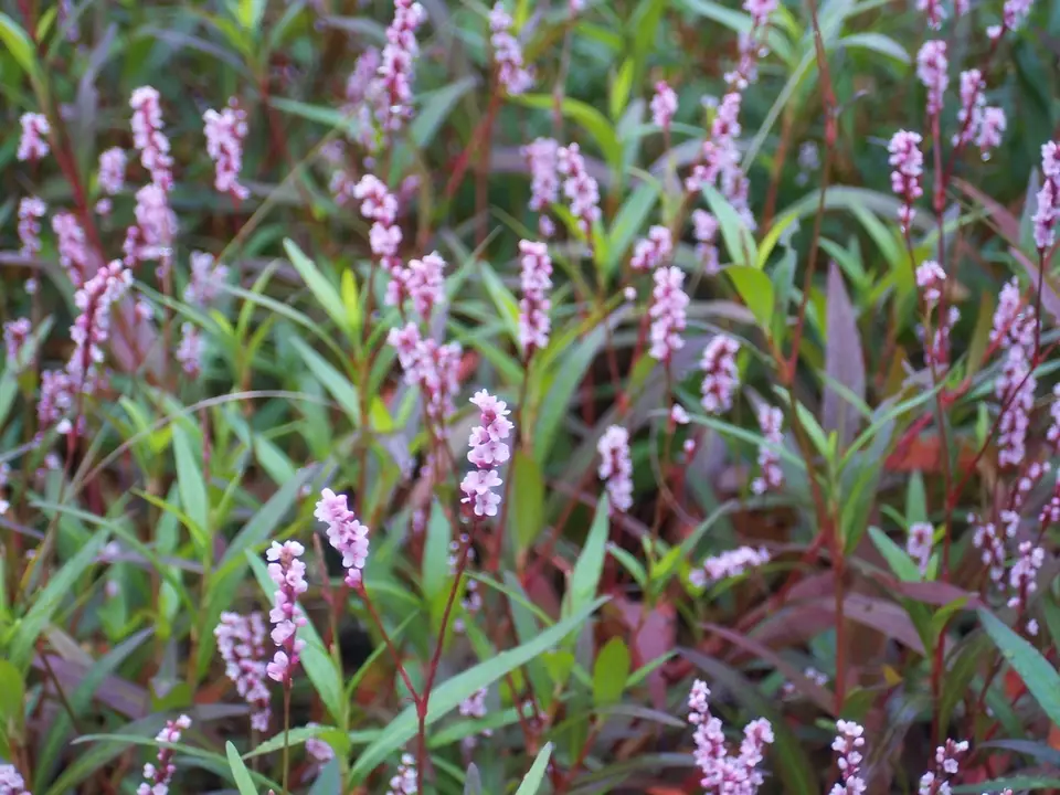 Swamp Smartweed (Persicaria hydropiperoides)