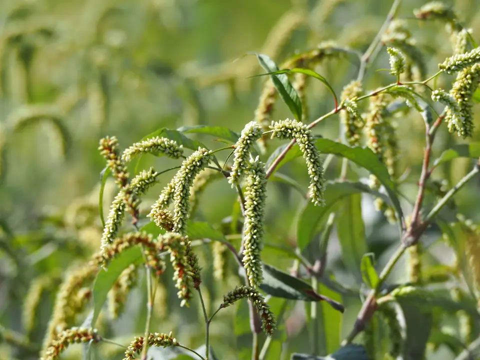 Persicaria lanata (Persicaria lanata)