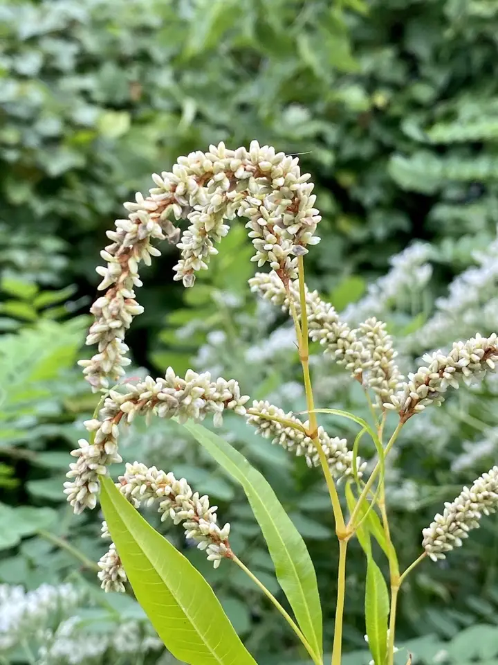 Pale Smartweed (Persicaria lapathifolia)