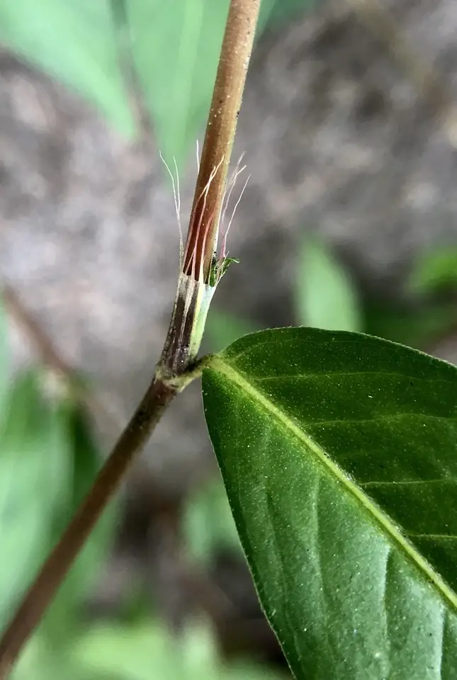Low Smartweed (Persicaria longiseta)