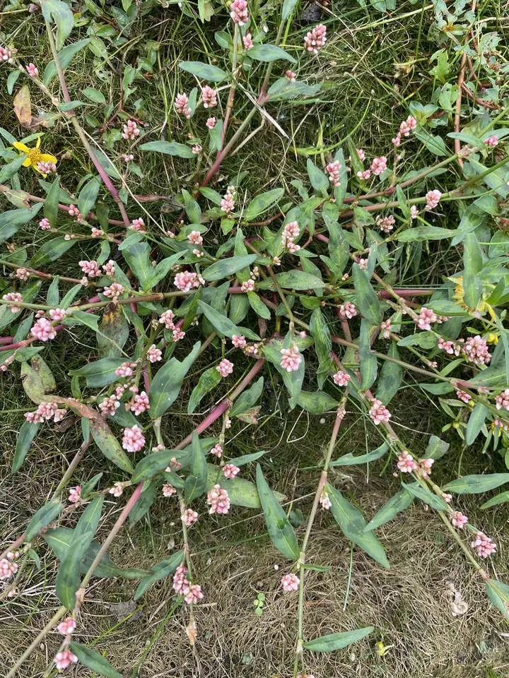 Spotted Lady's Thumb (Persicaria maculosa)