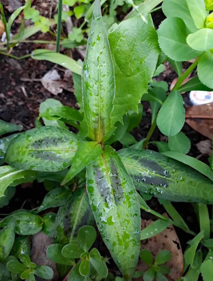 Vietnamese Coriander (Persicaria odorata)