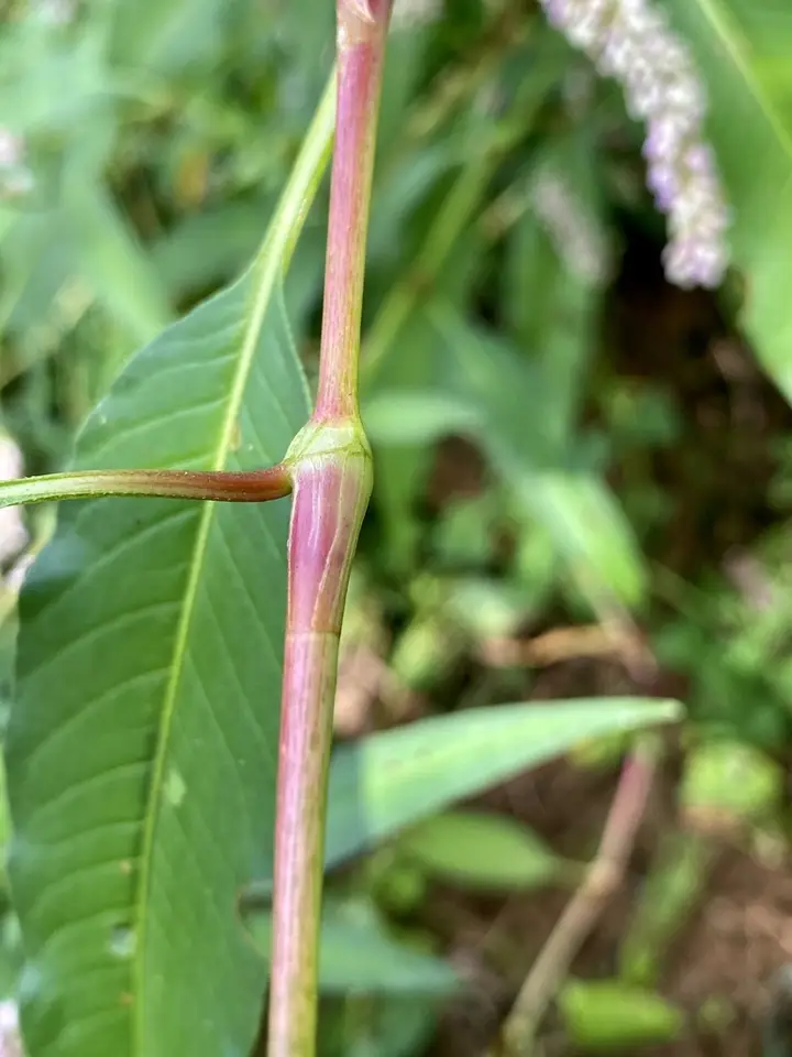 Pinkweed (Persicaria pensylvanica)