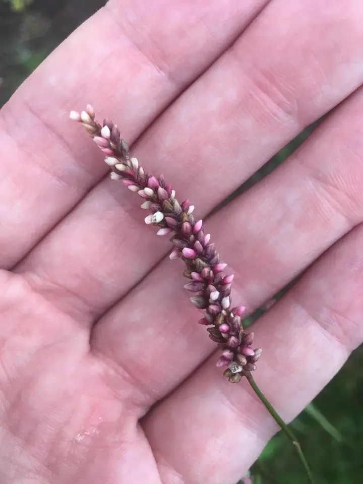 Stout Smartweed (Persicaria robustior)