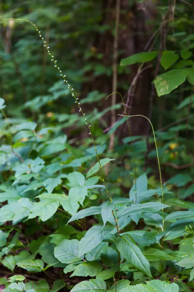American Jumpseed (Persicaria virginiana)