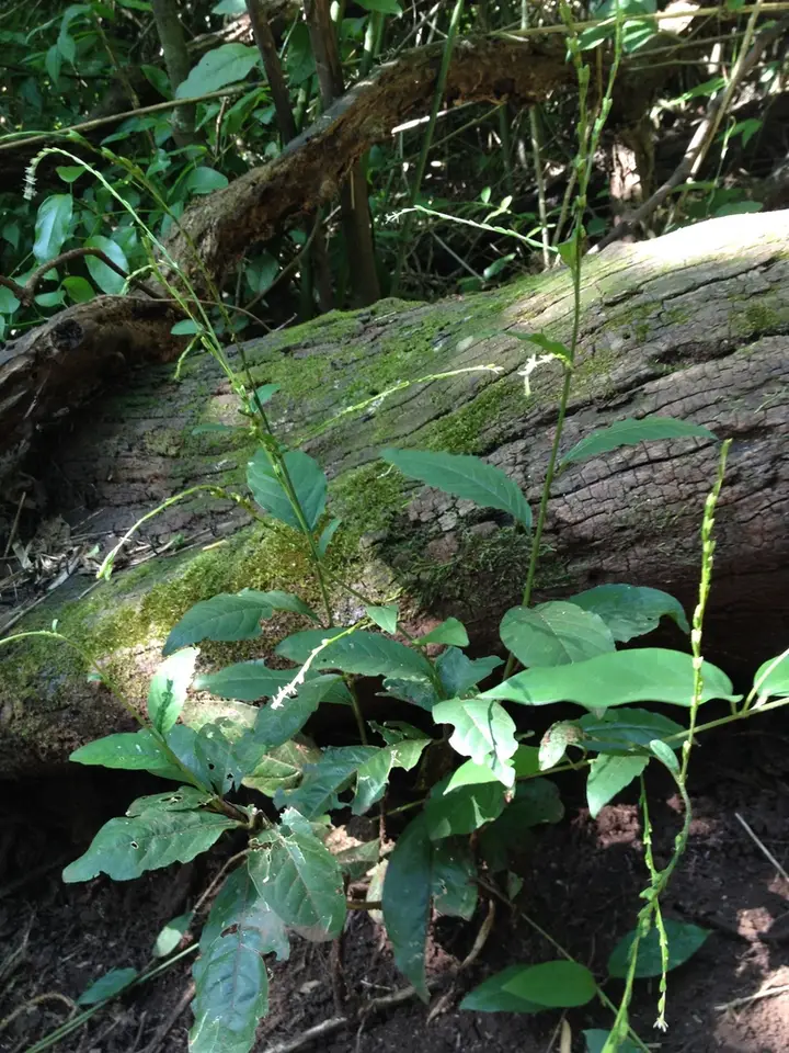 Guinea Hen Weed (Petiveria alliacea)