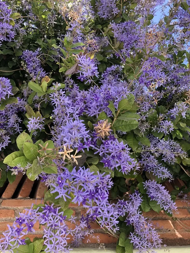 Queen's Wreath (Petrea volubilis)