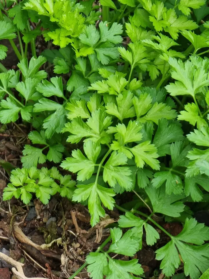 Garden Parsley (Petroselinum crispum)