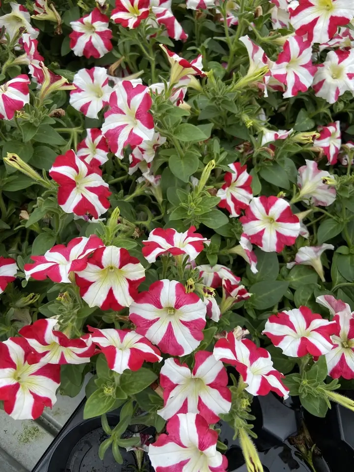 Garden Petunia (Petunia × atkinsiana)