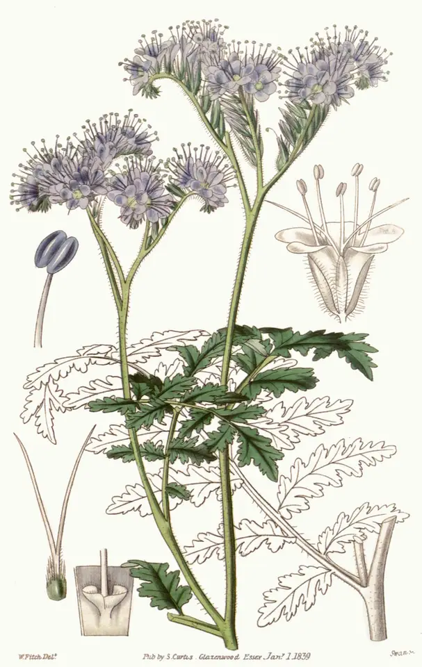 Lacy Phacelia (Phacelia tanacetifolia)
