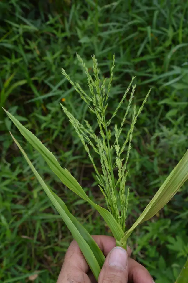 Cottonmouth Grass (Phanopyrum gymnocarpon)