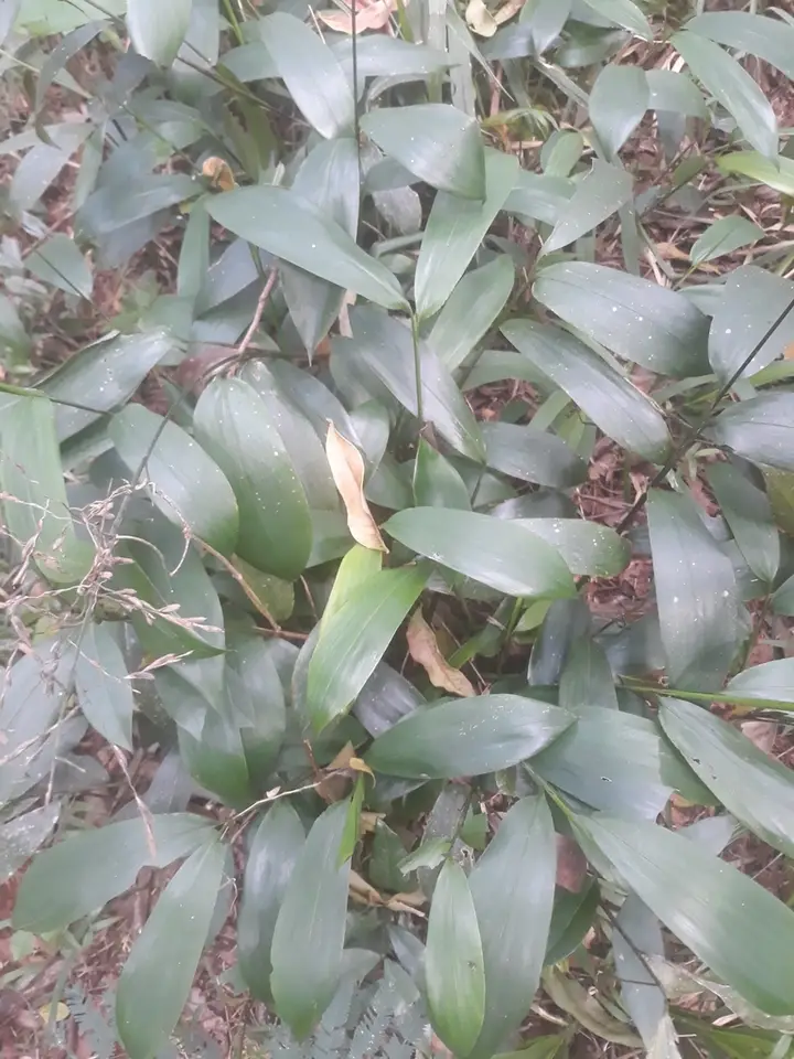 Creeping Leafstalk Grass (Pharus lappulaceus)