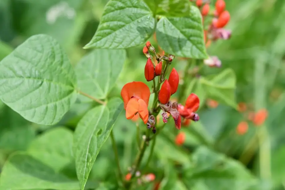 Runner Bean (Phaseolus coccineus)