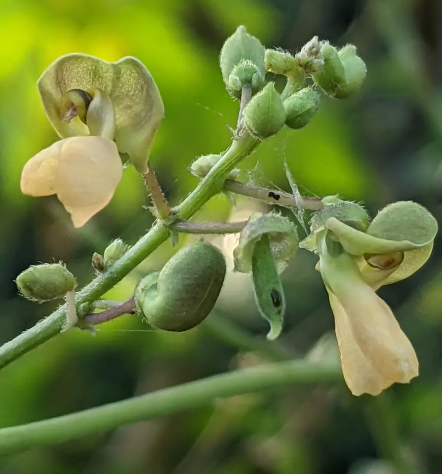 Lima Bean (Phaseolus lunatus)