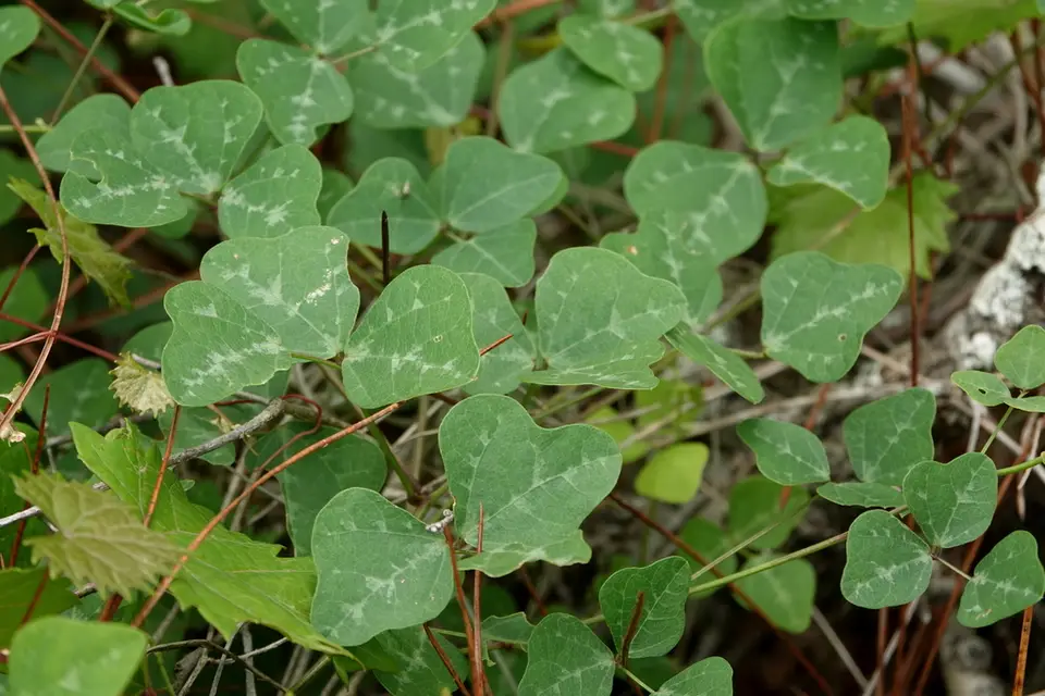 Thicket Bean (Phaseolus polystachios)