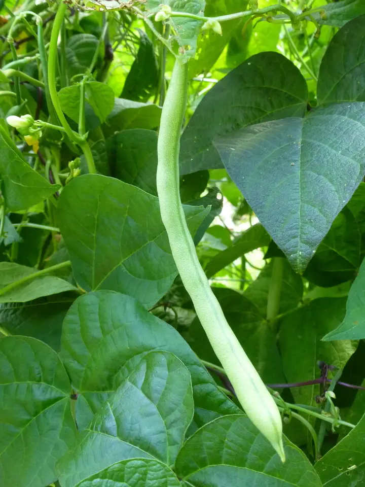 Common Bean (Phaseolus vulgaris)