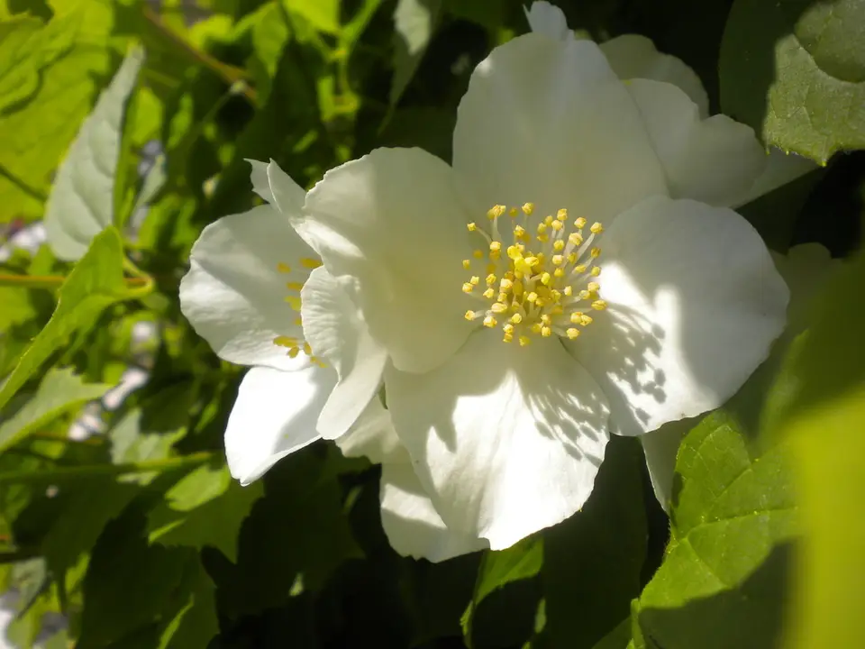 Sweet Mock Orange (Philadelphus coronarius)
