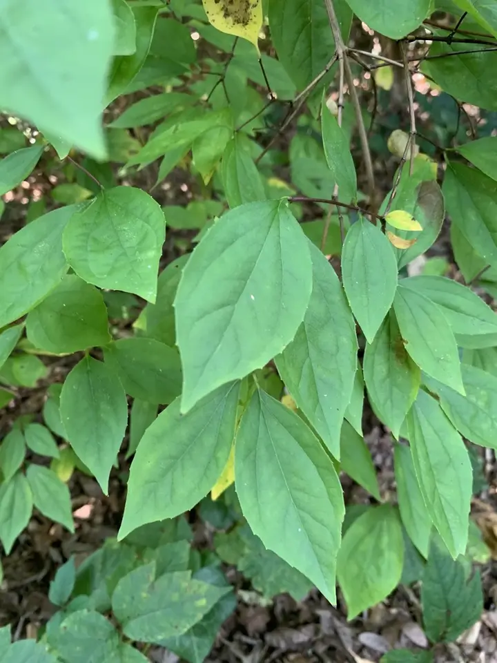 Scentless Mock Orange (Philadelphus inodorus)