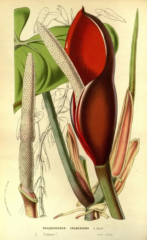 Blushing Philodendron (Philodendron erubescens)