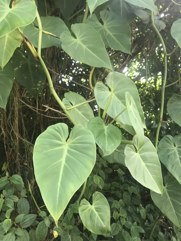 Heart-Leaf Philodendron (Philodendron hederaceum)