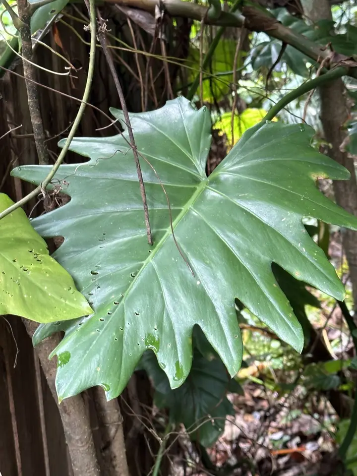Philodendron lacerum (Philodendron lacerum)