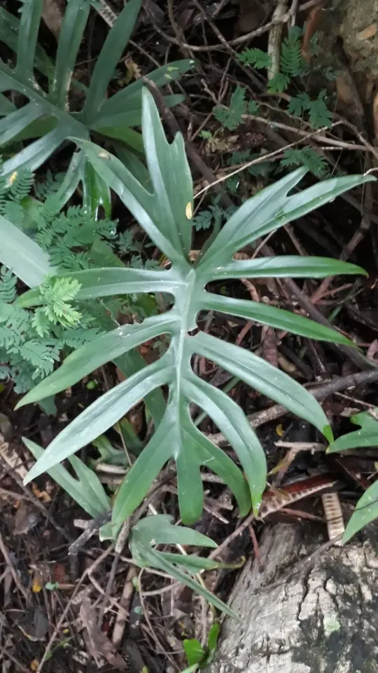 Philodendron mayoi (Philodendron mayoi)