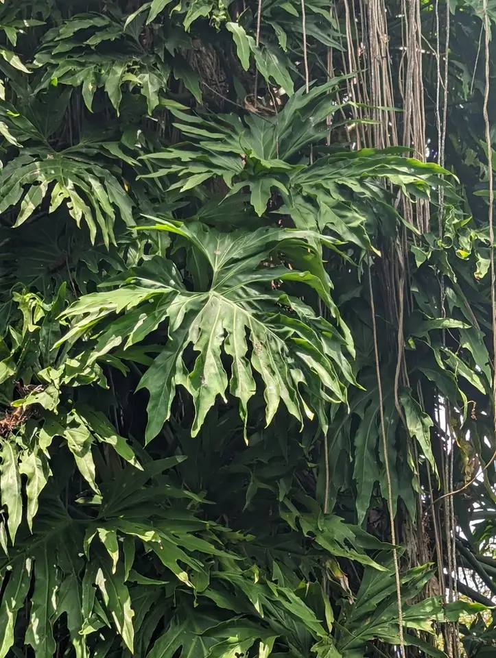 Split Leaf Climber (Philodendron radiatum)