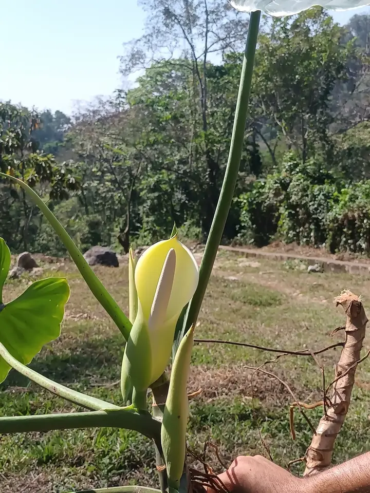 Philodendron sagittifolium (Philodendron sagittifolium)