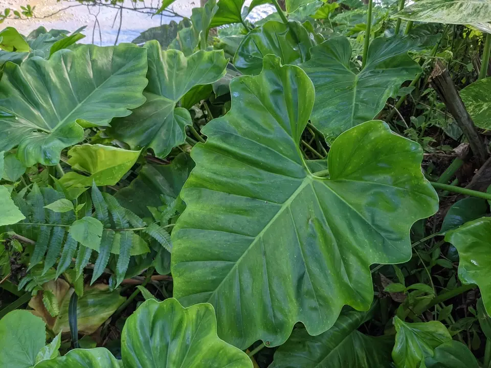 Philodendron subincisum (Philodendron subincisum)