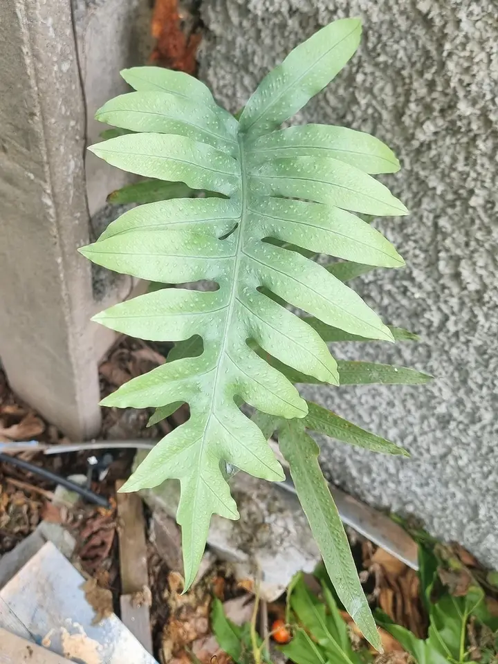 Golden Polypody (Phlebodium aureum)
