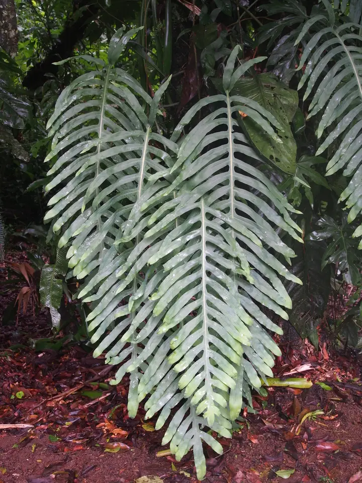 False Golden Polypody (Phlebodium pseudoaureum)