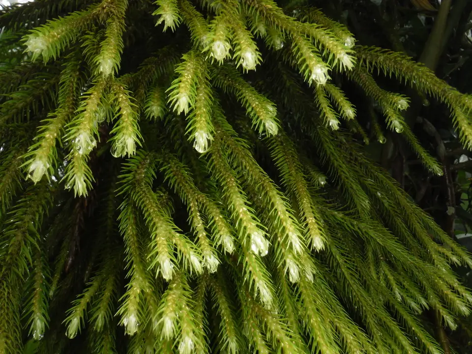 Hanging Clubmoss (Phlegmariurus dichotomus)