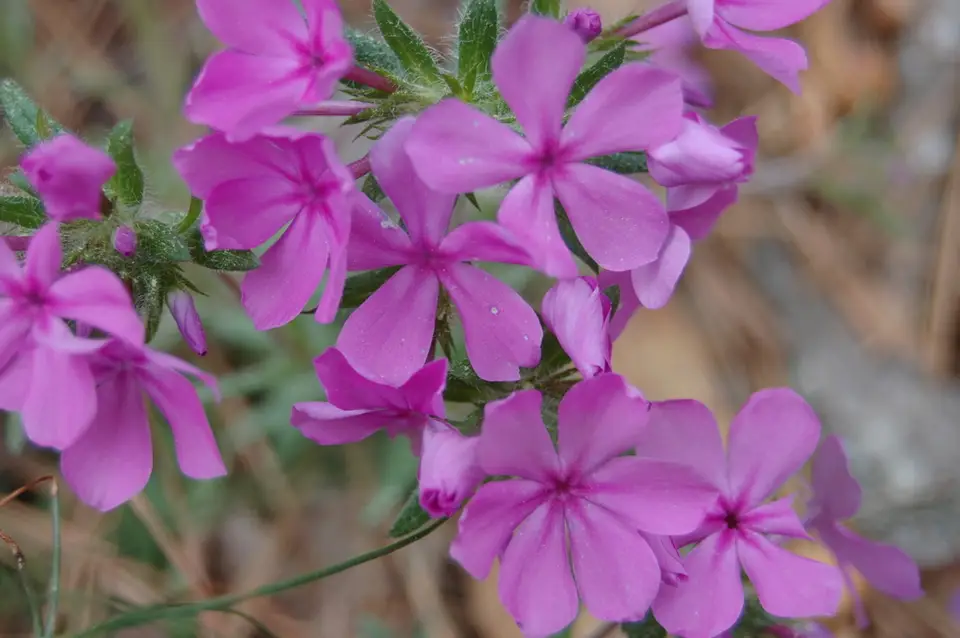 Hairy Phlox (Phlox amoena)