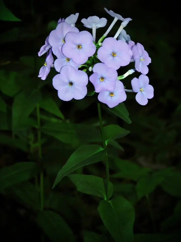 Thickleaf Phlox (Phlox carolina)