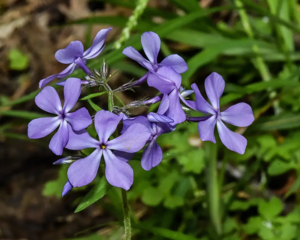 Blue Phlox (Phlox divaricata)