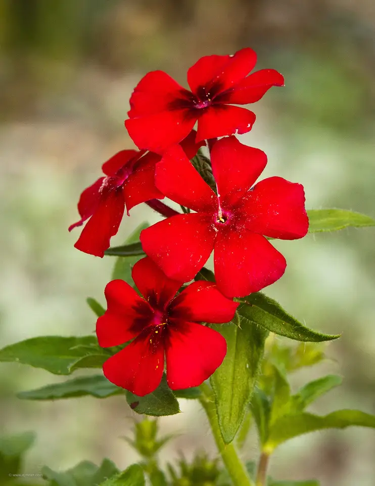 Drummond's Phlox (Phlox drummondii)
