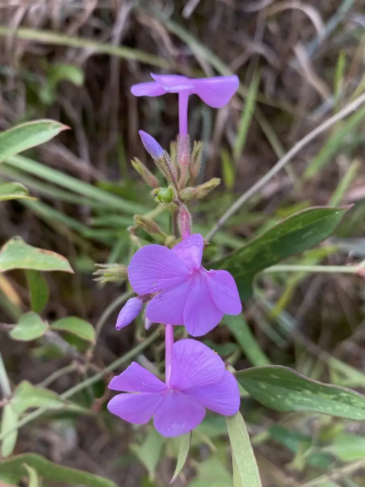 Florida Phlox (Phlox floridana)