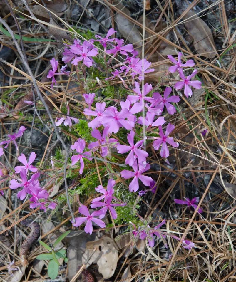 Trailing Phlox (Phlox nivalis)