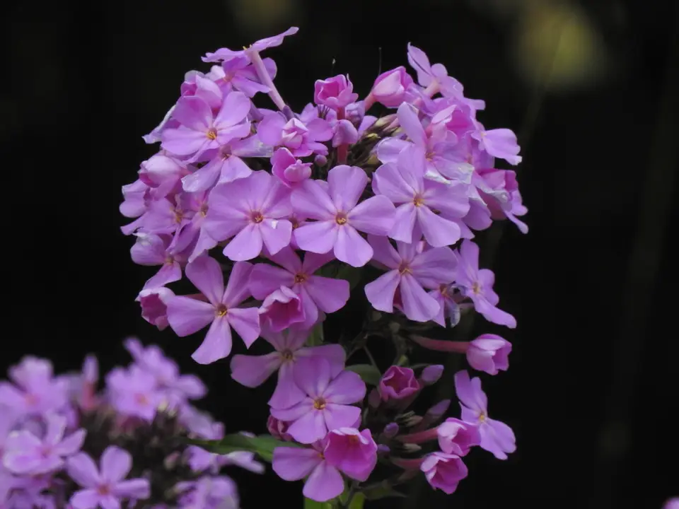 Fall Phlox (Phlox paniculata)